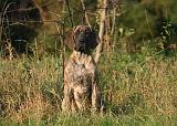 DOGUE ALLEMAND 912